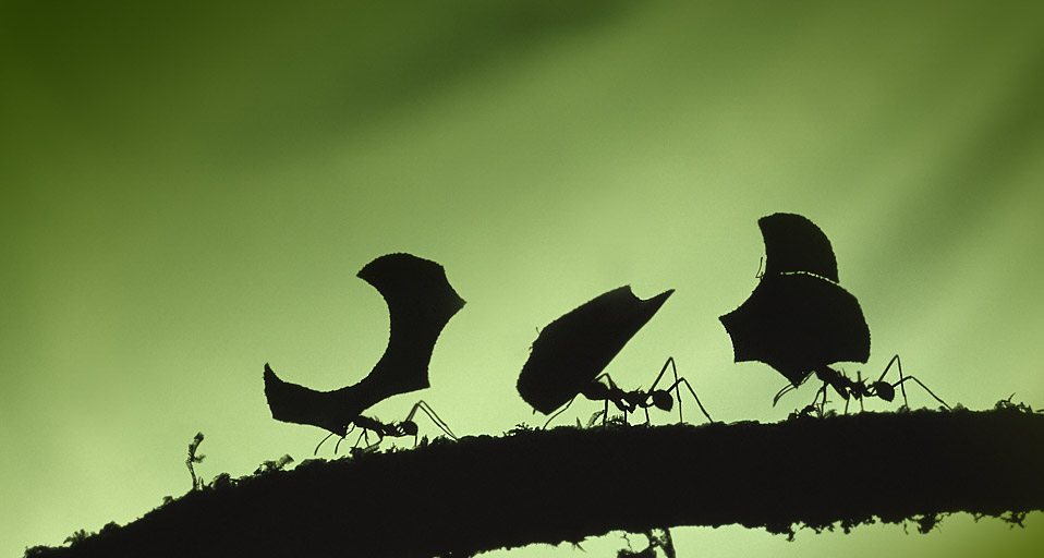 workplace team building from ants