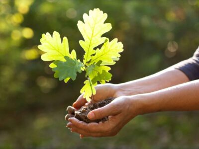 Featured Image For Our 10 Favorite Earth Day Ideas for Work Team Building Post