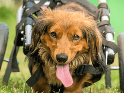Featured Image For Mission ImPAWssible: Dog Wheelchair Build Team Building Event